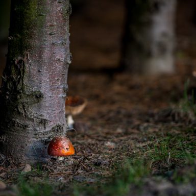 Osada Shalima YOGA&SPA